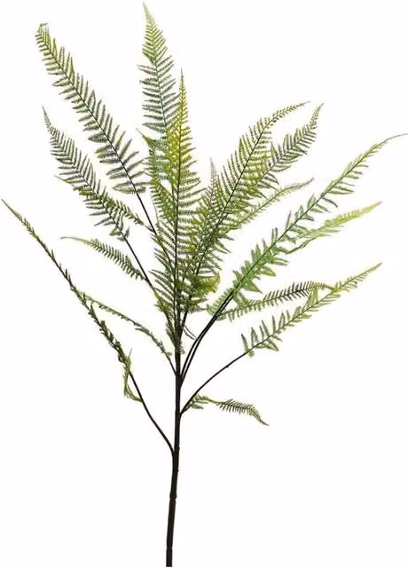 KDMD Botanica Chamaedorea Green Palm Branch, Height: 160 cm