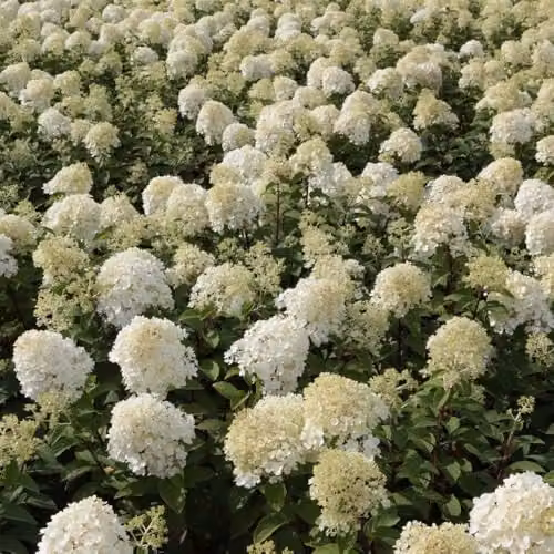 Thompson & Morgan Hydrangea Bobo Dwarf Panicle Ornamental Shrub with White to Pink Blooms, 25 Litre Pot – 5