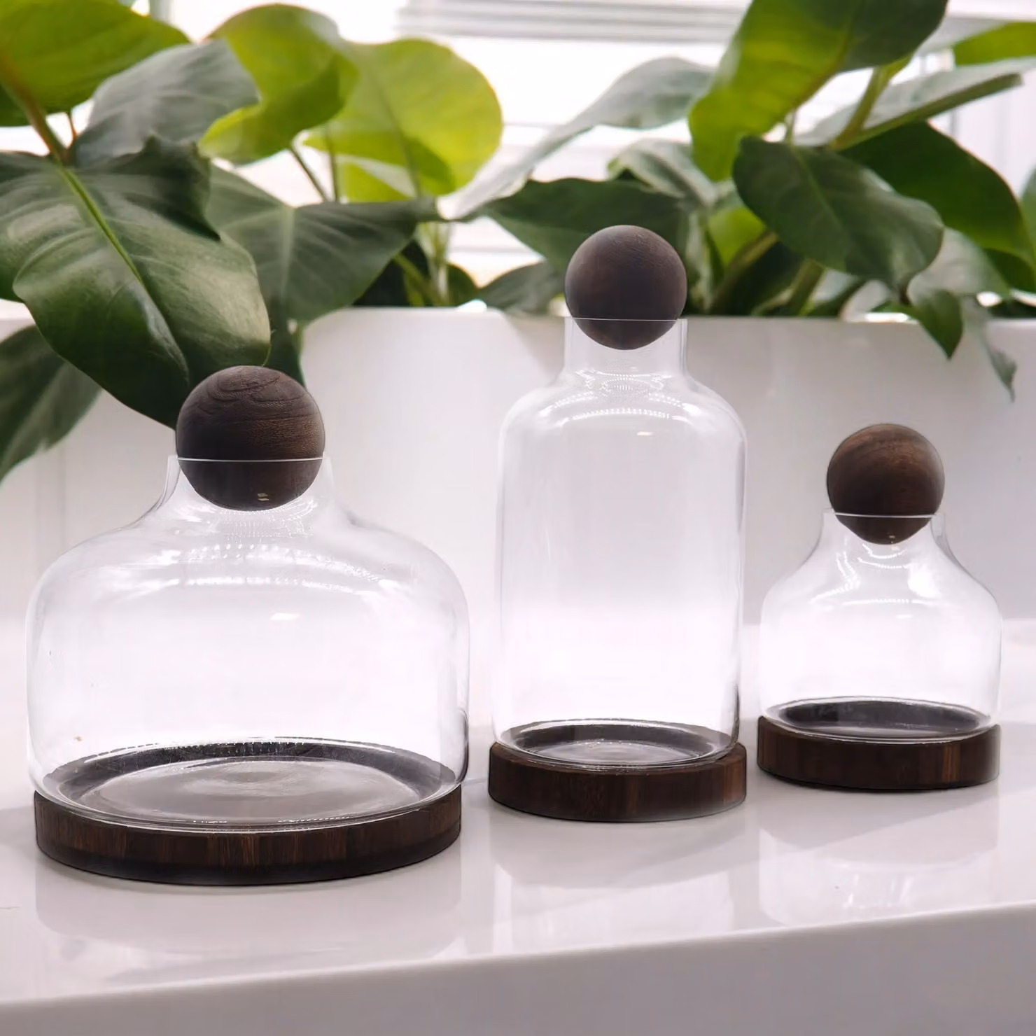 KDMD Medium Ball Top Terrarium on Dark Tung Wood in Brown – 2