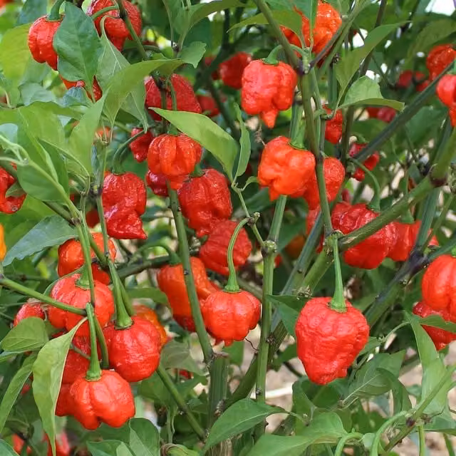 Marshalls Armageddon Chilli Plant, Super Hot 1.5M SHU Red Variety, 6 x 9cm Pots