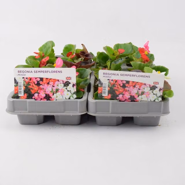 Plants By Post Mixed Colourful Begonia Semperflorens Bedding Plants, 6 Pack