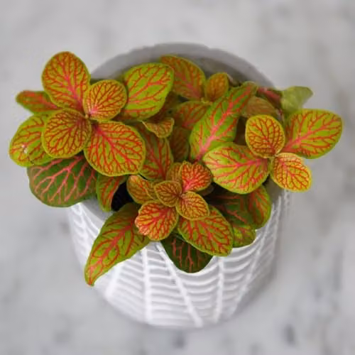 Thompson & Morgan Fittonia Skeleton Pink Veined Foliage Indoor Houseplant, Height: 10 cm, Pot Diameter: 8.5 cm – 1