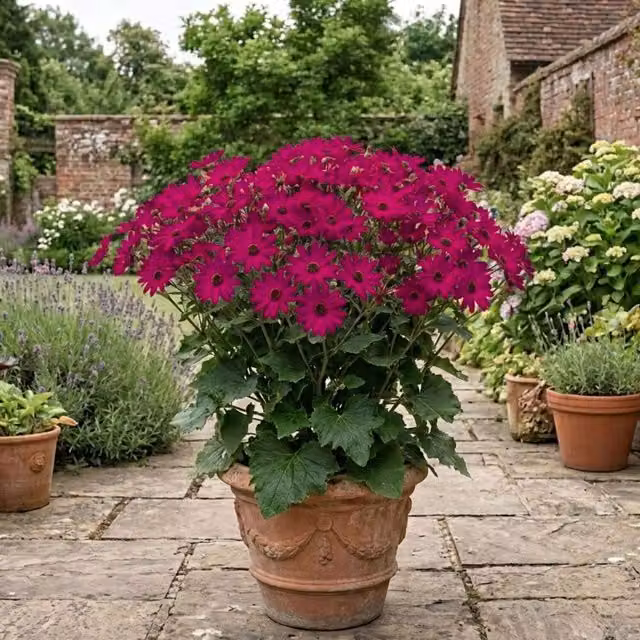 Plants By Post Pericallis Pop Epic Cerise Pink Potted Bedding Plant 6.5L