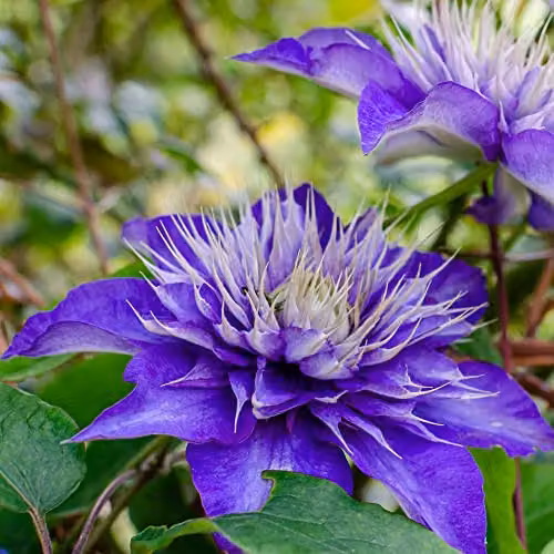 Thompson and Morgan Clematis Multi Blue Large Double Summer Flowering Climbing Perennial Garden Plant, 1.7 Litre Pot – 2