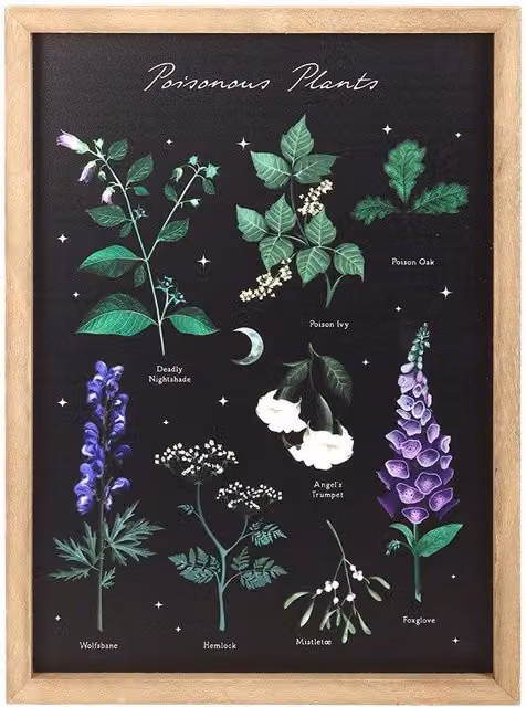 Something Different Poisonous Plants Framed Wall Art, Multicolour Botanical Floral Vintage Print, W/H: 35 x 25 cm – 1