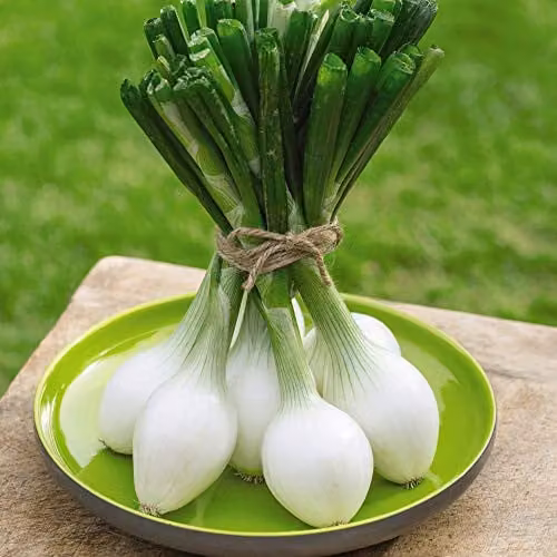 Thompson and Morgan Spring Onion White Star Vegetable Seeds, 175 Seeds