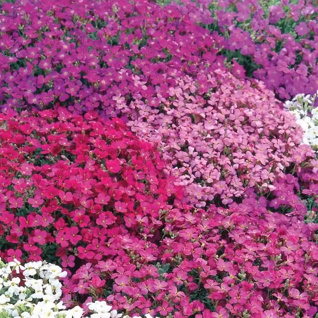 Unwins Aubrieta Spring Cascade Flower Seeds for Ornamental Gardens and Ground Cover in Green, Pink, Red and Multicolour