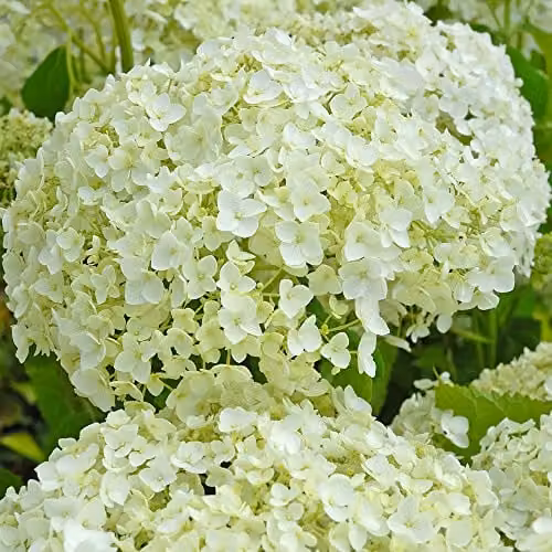 Thompson and Morgan Hydrangea Arborescens Annabelle White Ornamental Shrub, 12 Litre Pot – 1