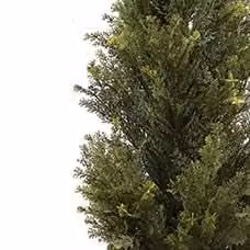 Leaf UK Artificial Cedar Cypress Conifer Tree, Green, H 120 cm x W 40 cm x D 40 cm – 2