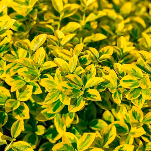YouGarden Euonymus Emerald n Gold Standard Trees, Pair of Green and Yellow Ornamental Plants in 18cm Pots – 6