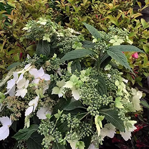 Thompson and Morgan Hydrangea Cloud Nine Hardy Ornamental Shrub with Green and White Blooms, 9cm Pot – 2