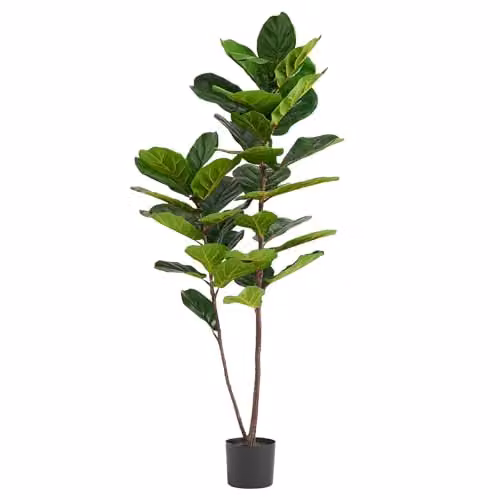 Botanik UK Green Fiddle Fig Artificial Tree in a Black Plastic Pot, H 150 cm x W 60 cm x D 60 cm