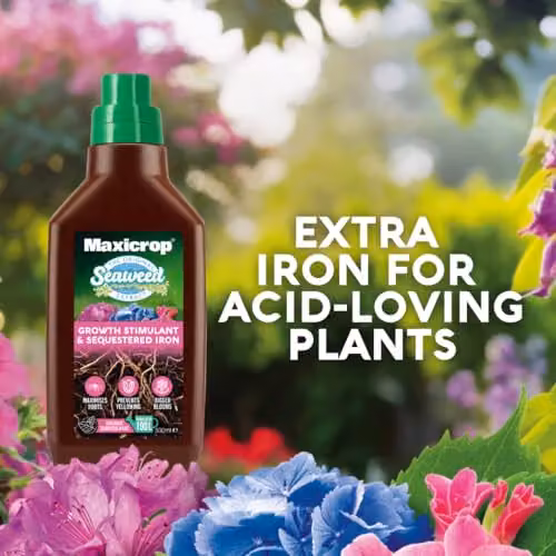 Maxicrop Sequestered Iron and Natural Seaweed Plant Tonic, 500ml – 3