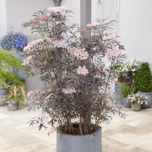YouGarden Sambucus nigra Black Lace Ornamental Shrub in 2-3L Pot – 6