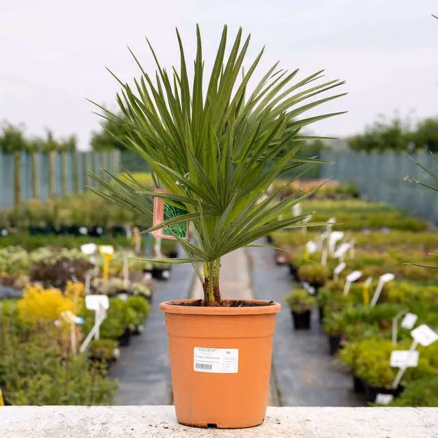 Marshalls Garden Chamaerops humilis Green Outdoor Ornamental Tree