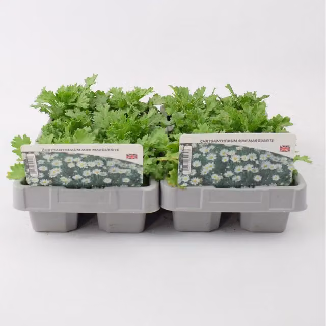 Plants By Post Pure White Chrysanthemum Mini Marguerite Plants, 6 Pack