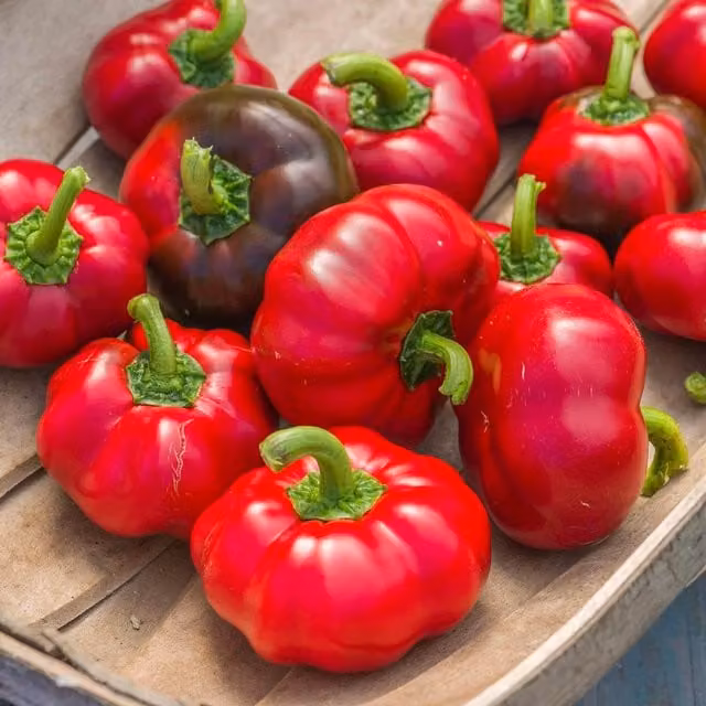 Marshalls Garden Chilli Pepper Seeds Longhorn F1 Red, 6 seeds