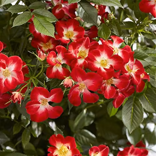 Thompson & Morgan Rose Everglow Ruby Ornamental Shrub, 3 x 3 Litre Potted Plants – 1