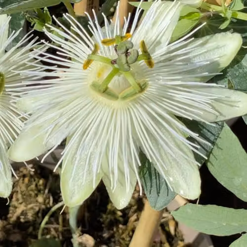 Thompson & Morgan Passiflora Snow Queen White Flowering Passion Flower Climber, 3 Litre Pot