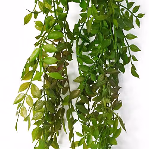 Leaf Design UK Hanging String of Pearls Fern Plant, Green, 100 cm – 2