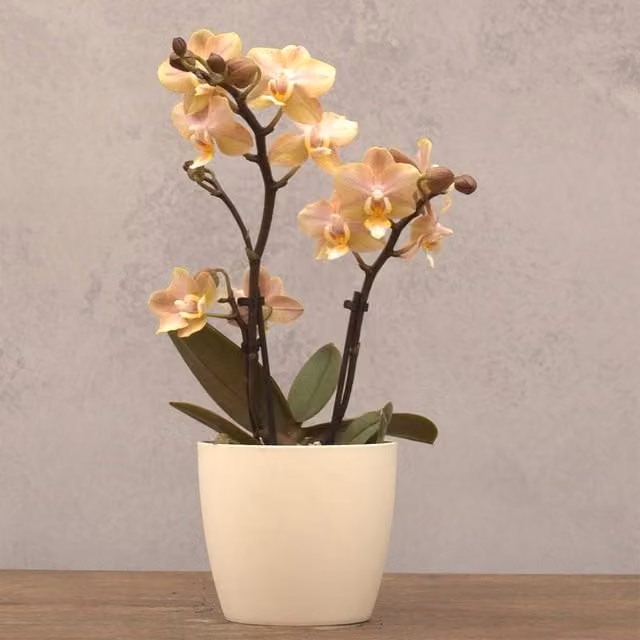 Primrose Scented Orchid Phalaenopsis Flowering Indoor Plant in a 7 cm Pot, Height: 25 cm