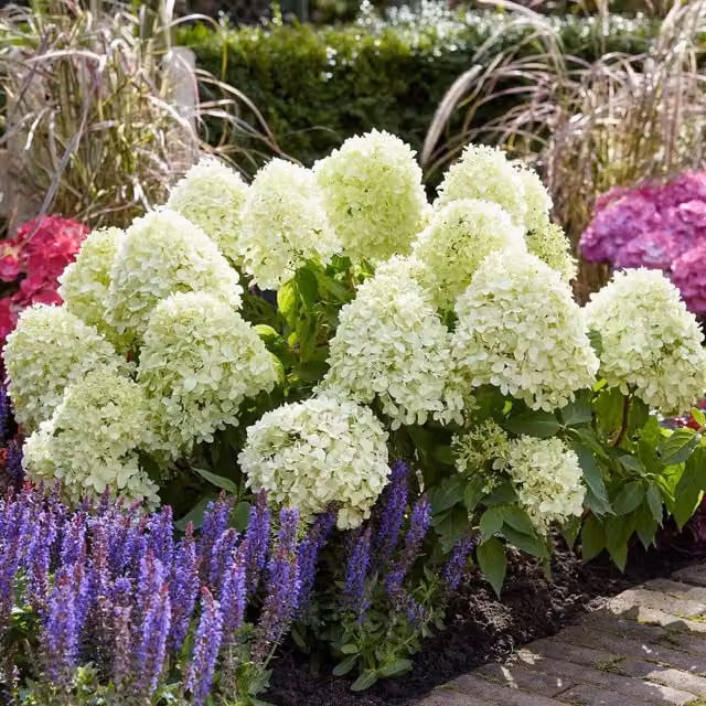Marshalls Garden Hydrangea paniculata Little Spooky Ornamental Shrub, Green and White
