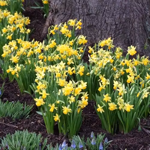 YouGarden Narcissus Tete a Tete Daffodil Bulbs, 200 Bulbs, Yellow – 5