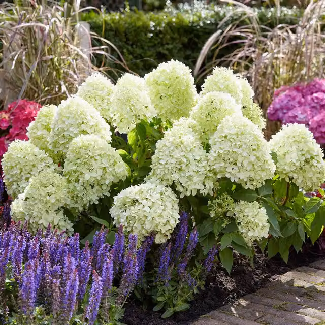 Marshalls Garden Hydrangea paniculata Little Spooky Ornamental Shrub, Green and White
