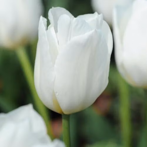Thompson & Morgan White Dream Tulip Bulbs, 8 Bulbs