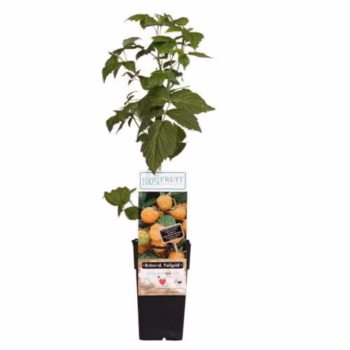 Thompson & Morgan Fallgold Golden Raspberry Plants, 3 x 15cm Potted Berry Bushes
