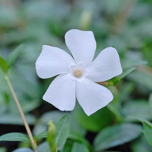 Thompson & Morgan Vinca Minor f. Alba White Flowering Evergreen Ground Cover Plant, 2 x 9cm Pots