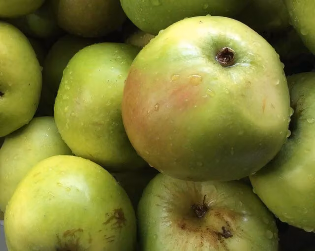 Direct Plants Bramley Apple Fruit Tree, 182.88 cm Tall, in a 12 Litre Pot