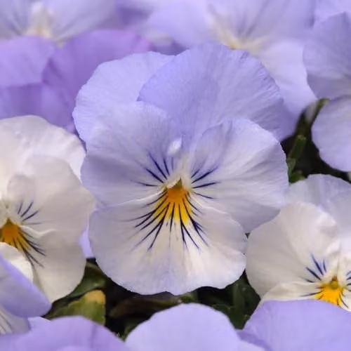 Primrose Cool Wave Frost Viola Wittrockiana Bedding Plants, Blue and White, 3 x 9cm