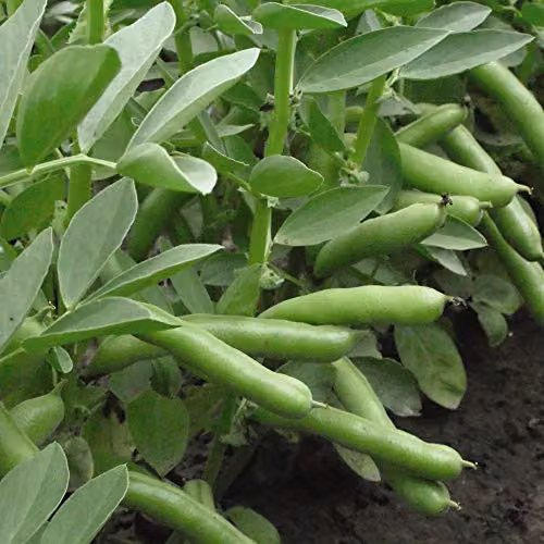 Thompson and Morgan De Monica Broad Bean Seeds, 40 Seeds
