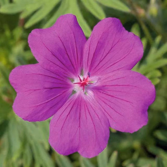 Marshalls Garden Pink Geranium Tiny Monster Potted Perennial