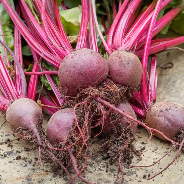 Marshalls Garden Boltardy Beetroot Seeds, Bolt-Resistant Early-Sowing Variety, 800 Seeds