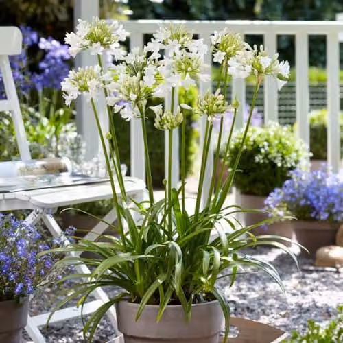 Thompson and Morgan Agapanthus Ever White Perennial, 2.5 Litre – 5