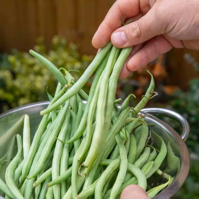 Marshalls Garden Organic Cobra Climbing French Bean Seeds, High Yield, 25 Seeds