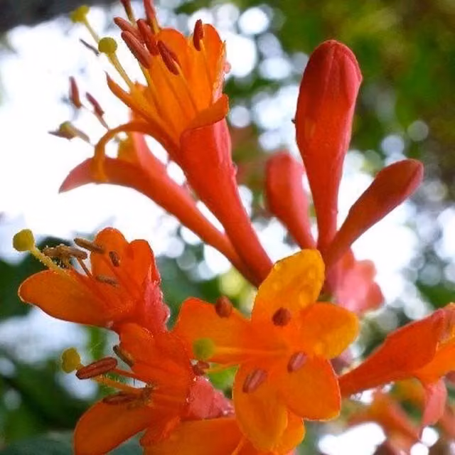 Direct Plants Lonicera Dropmore Scarlet Honeysuckle Fast Growing Red and Orange Climbing Plant