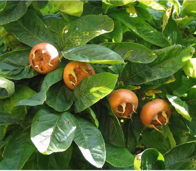 Directplants Mespilus Germanica Fruit Tree in a 12L Brown Pot, Height: 182.88 cm