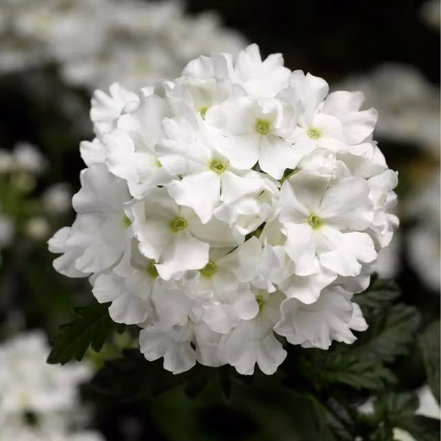 Plants By Post Verbena White Bedding Plants, 12 Pack