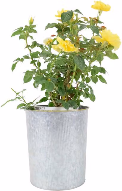 Plants By Post Faithful Friend Rose Bush, Soft Pastel Pink and Yellow Ornamental Shrub in 4L Pot