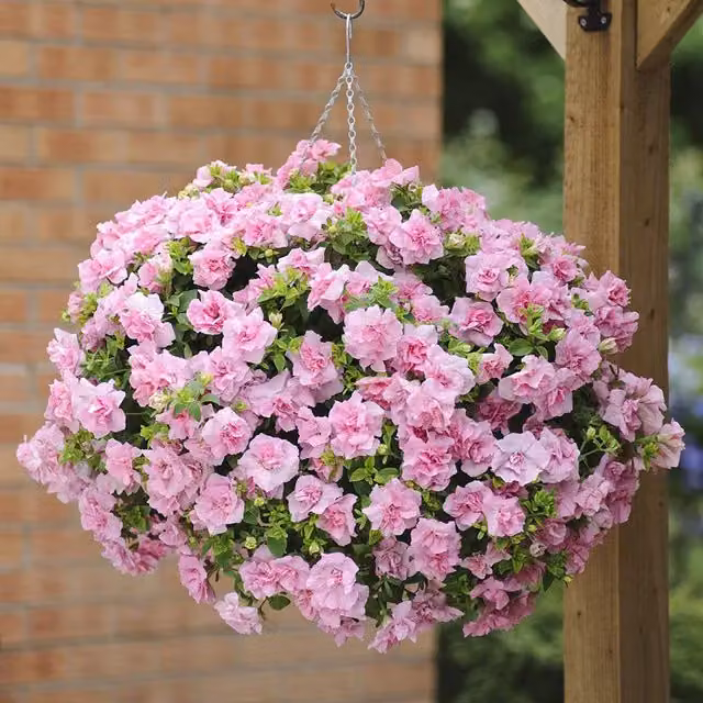 Plant Theory Set of 3 Tumbelina Compact Victoria Pink Petunia Bedding Plants in 9cm Pots