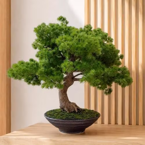 Botanik Premium Oriental Tabletop Bonsai Tree in Green, Black and Brown