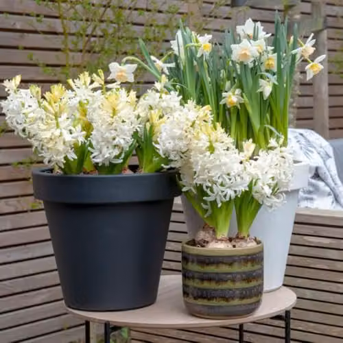 Thompson & Morgan Hyacinth Snow Crystal Fragrant Double White Hardy Perennial Bulbs, 10 Bulbs