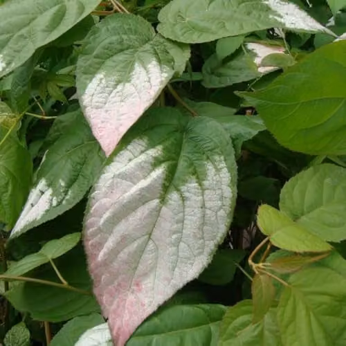 Thompson & Morgan Actinidia Kolomikta Variegated Climbing Vine with Heart-Shaped Foliage and Fragrant Flowers, 2 Litre Potted Plant