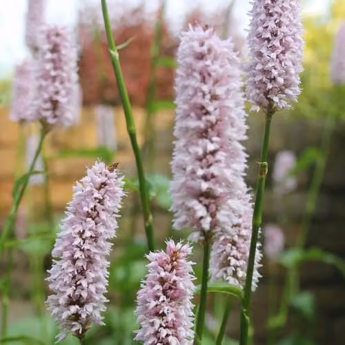 Thompson and Morgan Persicaria bistorta Superba Hardy Perennial Ground Cover Plant with Pale Pink Flowers, 2 x 9cm Pots