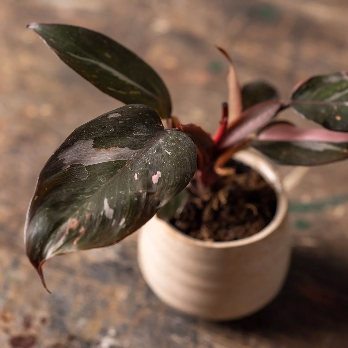 Primrose Pink Princess Philodendron Indoor Plant with Pink and Green Foliage, 25 cm, 12 cm Pot – 3