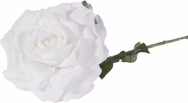 KDMD Single Madonna Rose in White, 67 cm