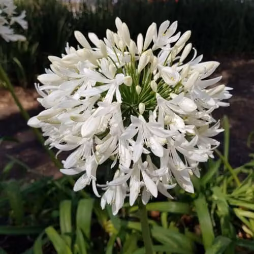 Thompson & Morgan Agapanthus Arctic Star White Trumpet Flowers, Hardy Perennial Potted Plant